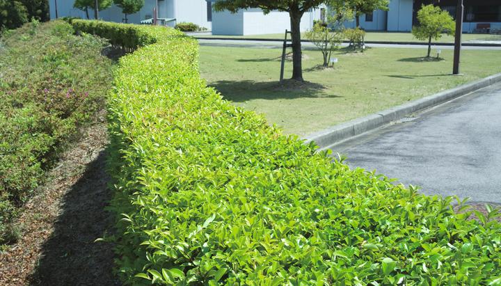 Actual product image Makita Uh5570 (Electric hedge trimmer)