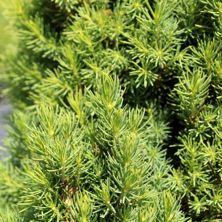 Produktbild Zulauf Zuckerhut-Fichte / Picea glauca 'Conica' (50 cm)