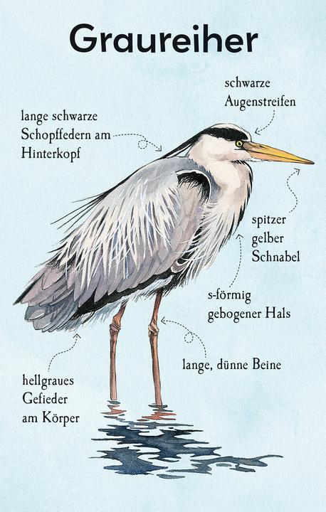 Produktbild Natur-Entdecker-Karten: Unsere heimisch (Deutsch)