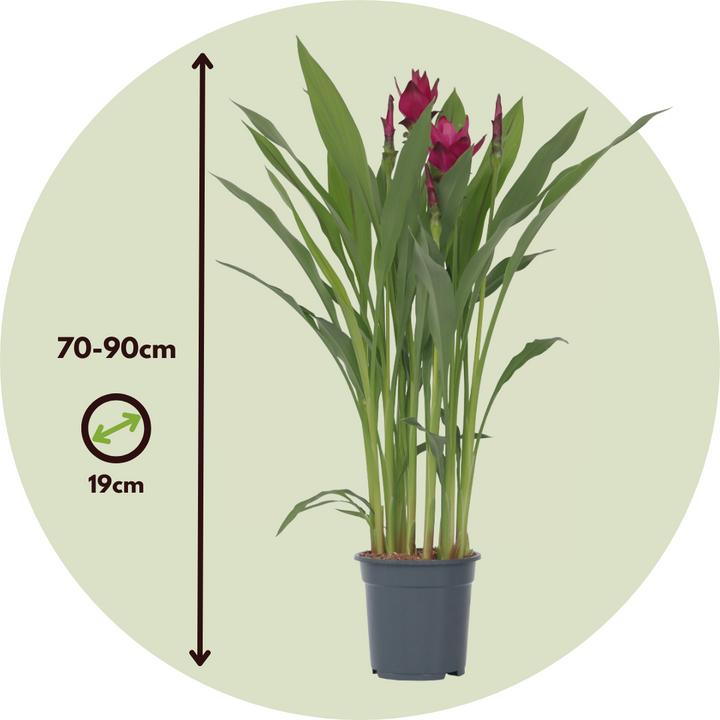 Immagine prodotto Plant in a Box Curcuma alismatifolia - Curcuma (80 cm)