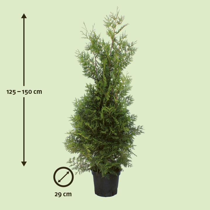 Immagine prodotto Zulauf Thuja / Thuja occ. 'Brabant' (150 cm)