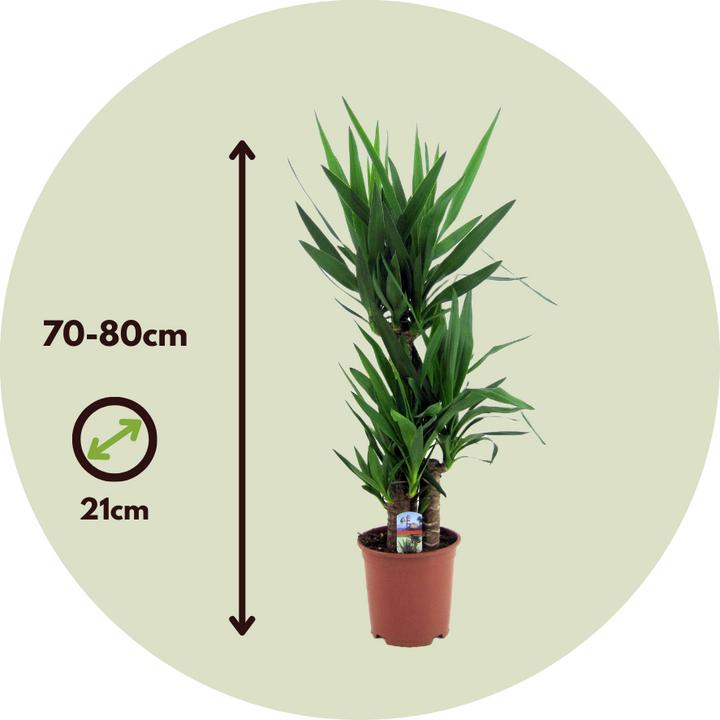 Immagine prodotto Plant in a Box Yucca Elephantipes - Palmlelie (70 cm)