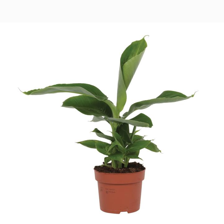 Plantlovers Musa Dwarf Cavendish (Echte Banane) (35 cm, Frisch umgetopft)