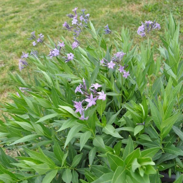 Immagine prodotto Säntispracht La stella tubolare blu - Amsonia tabernaemontana 'Blue Ice' (50 cm)