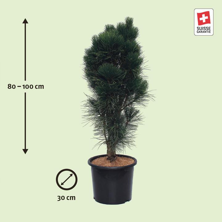 Immagine prodotto Zulauf Säulen-Schwarz-Kiefer / Pinus nigra 'Green Tower' (100 cm)