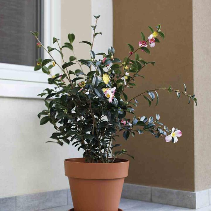 Produktbild Euro3plast Mitu Pac (99 cm)