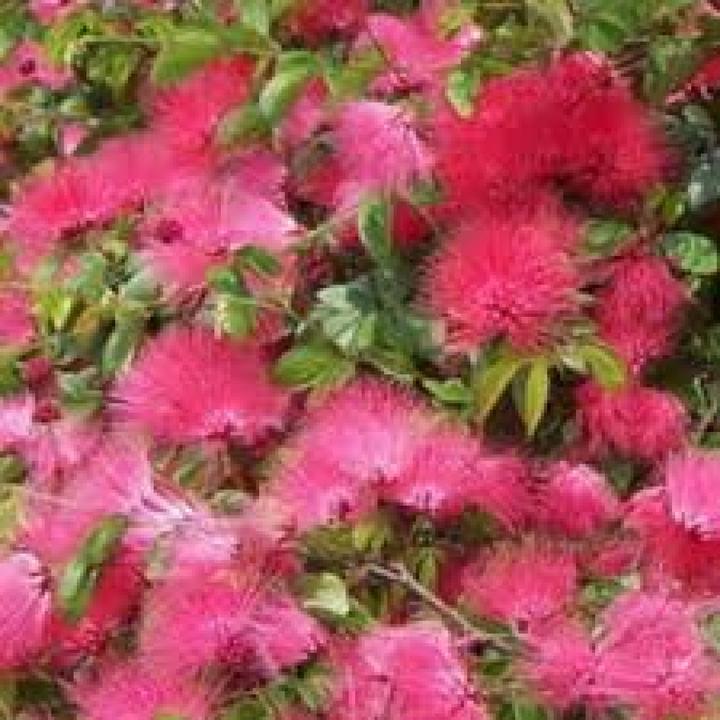Image du produit Tropica Houppette poudrée (Graines de plantes)