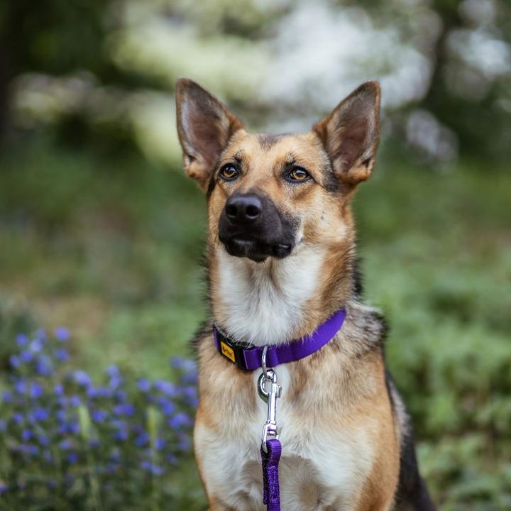 Produktbild Red Dingo DINGO Energy purple - Hundehalsband - 24-39 cm (Hund, Allgemein)