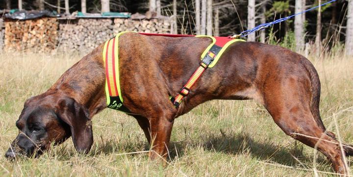 Immagine prodotto Niggeloh Pettorina per cani Segui il sentiero (M, Cane, Sport cane)