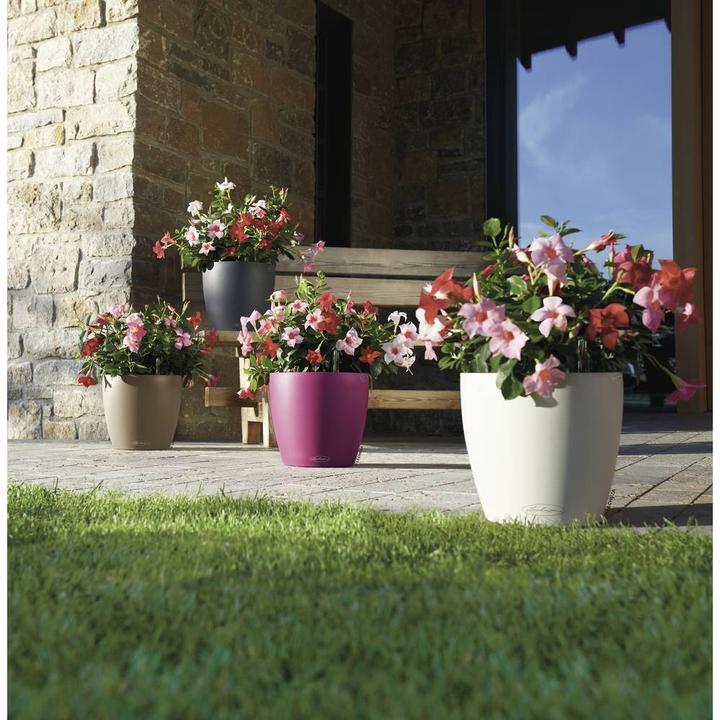 Immagine prodotto Lechuza Colore Classico (27.50 cm)