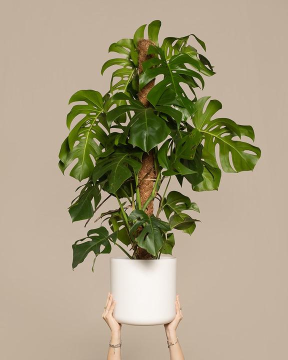 Immagine prodotto feey Monstera XL (125 cm, Appena rinvasata)