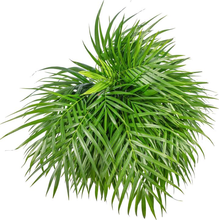 Actual product image Flowerbox Golden fruit palm - height ca. 100 cm, pot-Ø 21 cm - Areca Dypsis Lutescens (100 cm)