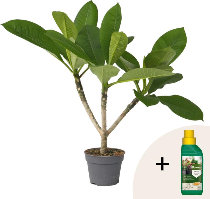 Produktbild Plant in a Box Plumeria rubra - Hawaii pflanze (45 cm)