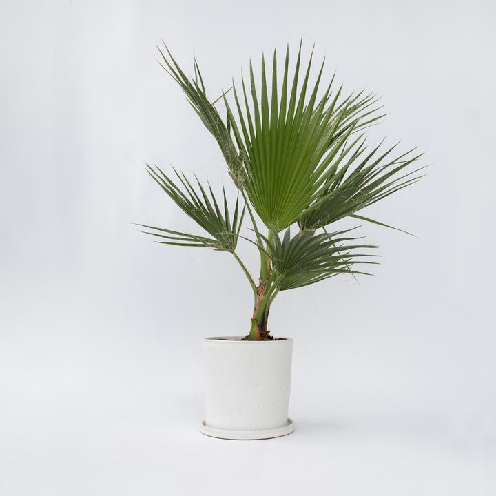 Actual product image Plant in a Box Washingtonia Robusta - Mexikanische Fächerpalme (70 cm)