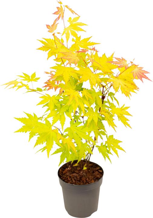Actual product image Plant in a Box Acer palmatum 'Orange Dream' - Maple tree (25 cm)