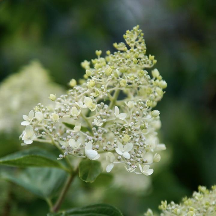 Image du produit Plant in a Box Hydrangea paniculata "Bobo" - Hortensia (25 cm)