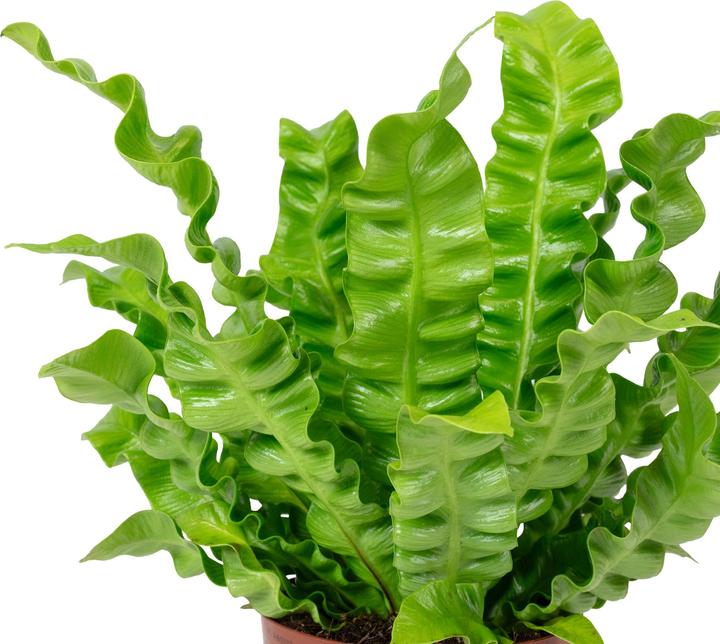 Actual product image Flowerbox Nestfarn - Asplenium nidus 'Crispy Wave' (25 cm)