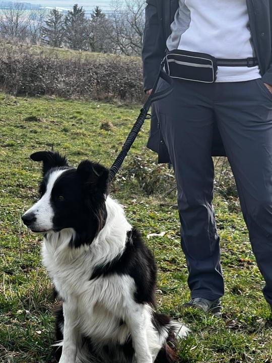 Image du produit Roony Leash de course (Chien)