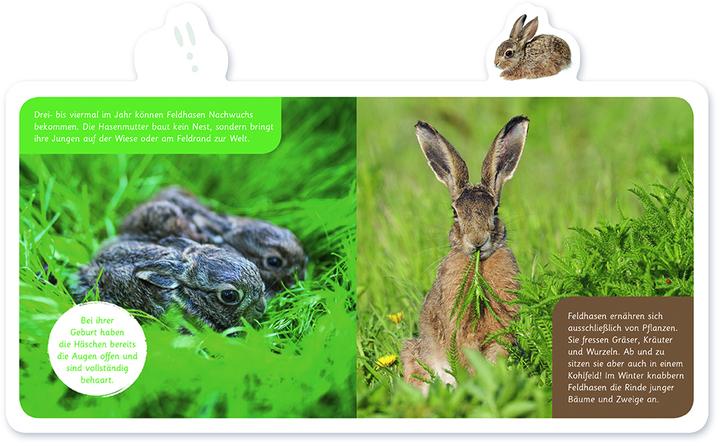 Actual product image Der Hase (German, Hannah Kastenhuber, 2022)