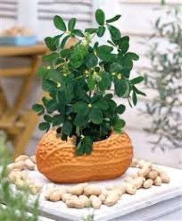 Actual product image Tropica Peanut (Plant seeds)