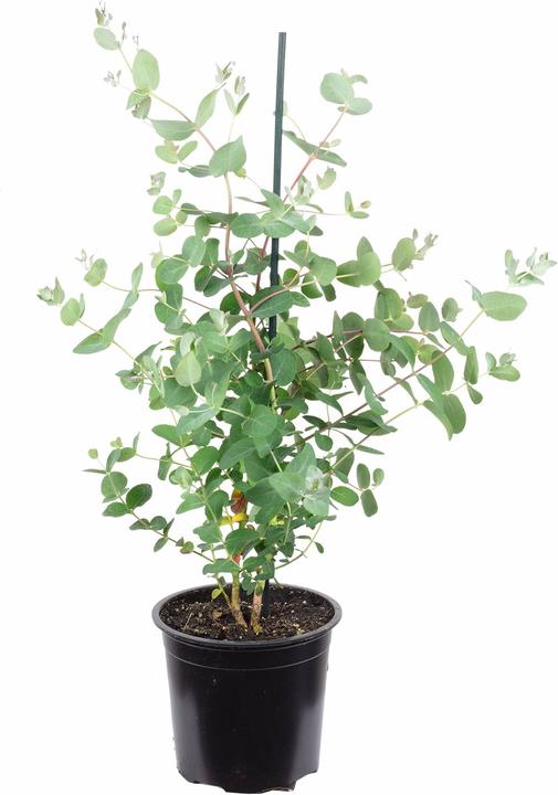 Flowerbox Eucalipto - Eucalyptus gunnii (40 cm)