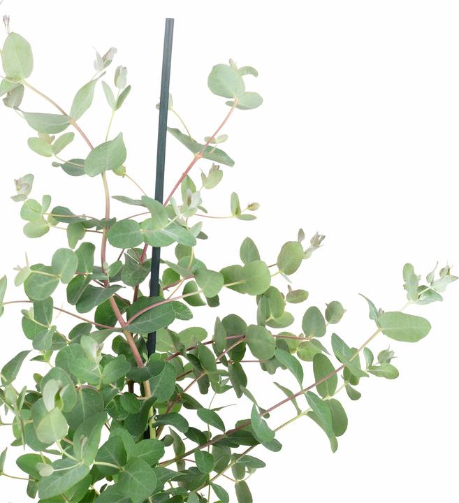 Immagine prodotto Flowerbox Eucalipto - Eucalyptus gunnii (40 cm)