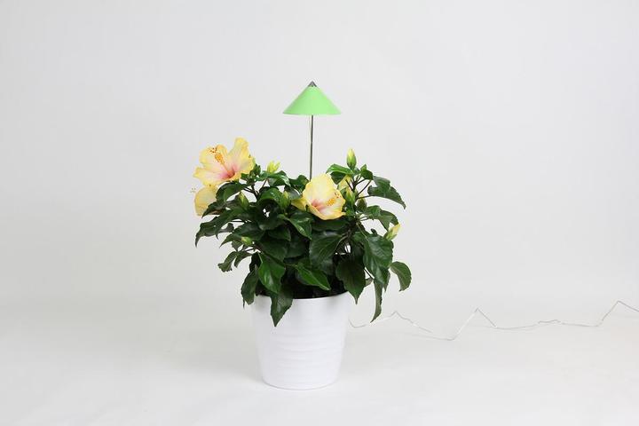 Immagine prodotto Colibri Sunlite (LED, 230 V)