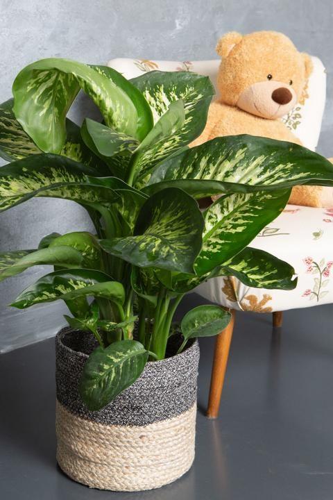 Immagine prodotto VEG and the City Nizza - (Dieffenbachia mix) (65 cm)