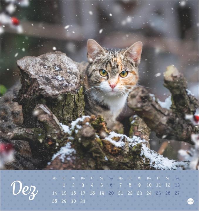 Image du produit Katzen Postkartenkalender Kleine Tiger 2026 (16 x 17 cm, Couverture rigide, Allemand)