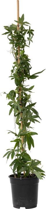 Produktbild Plant in a Box Passiflora caerulea 'Constance Elliott' - Passionsblume (110 cm)