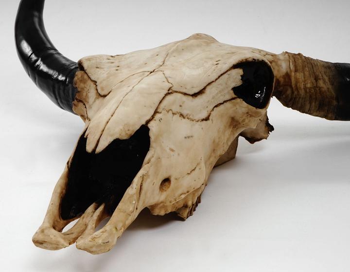 Immagine prodotto JOHN316 Deko Schädel 45cm Stier