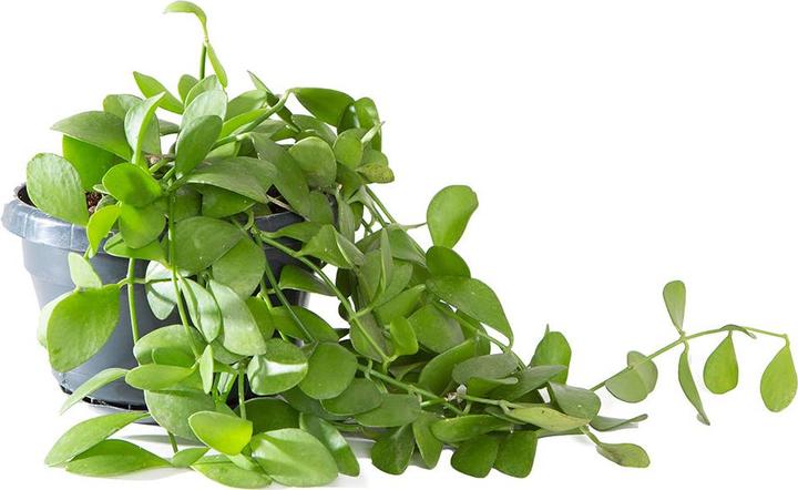 Produktbild VEG and the City Cobar (Schneckenhauspflanze – Dischidia oianthe) (9 cm)