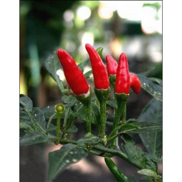 Actual product image Tropica Chillipepper (Capsicum Frutescens L. Red Finger) (Herb seeds)