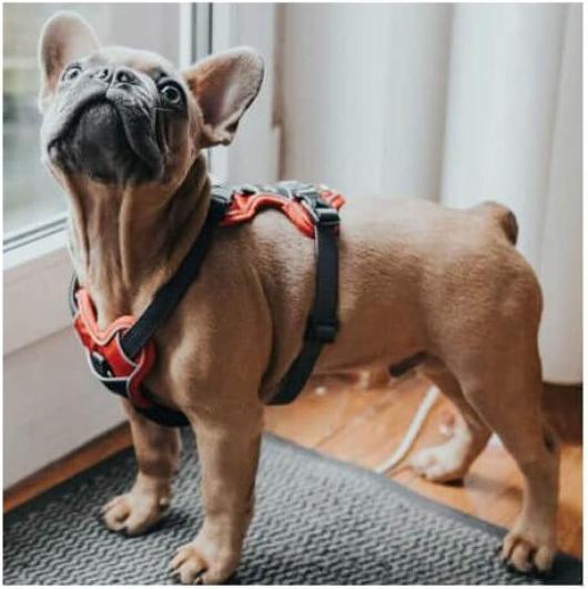 Produktbild Hunter Divo (L, Hund, Allgemein)
