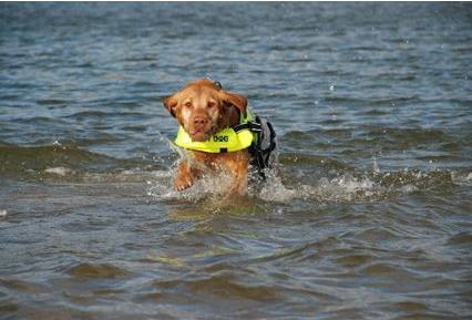 Immagine prodotto Pet Ego Giubbotti di salvataggio (XL, Giubbotto di salvataggio per cani)
