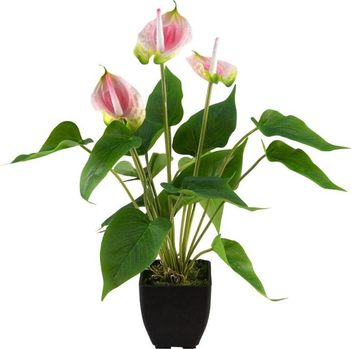 Actual product image Europalms Anthurium, artificial plant, white pink