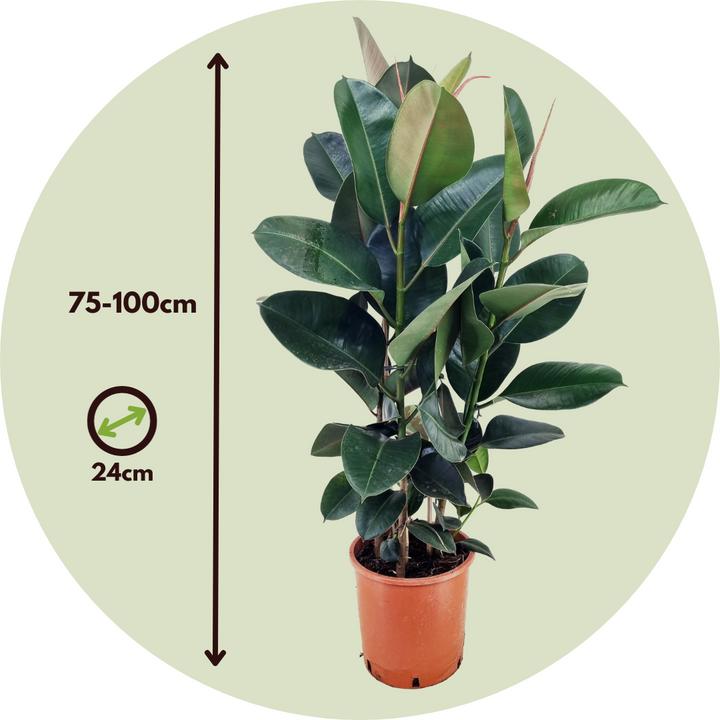 Produktbild Plant in a Box Ficus Elastica Robusta - Gummibaum (100 cm)