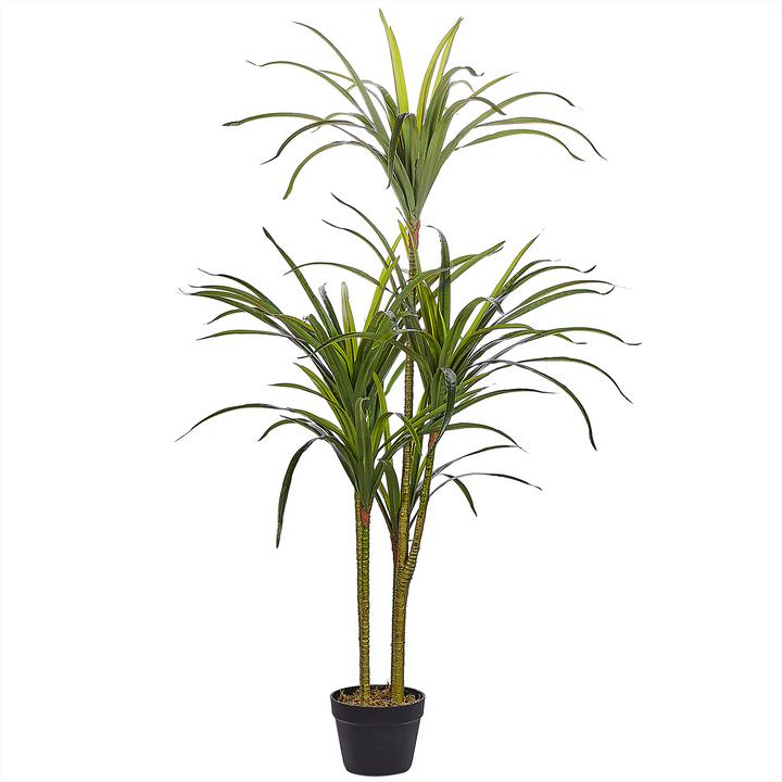 Immagine prodotto Beliani Dracaena Anita (147 cm)