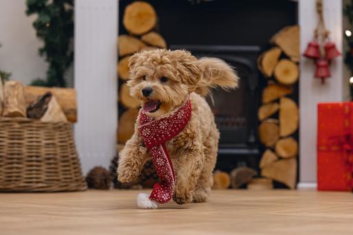 Immagine prodotto Beeztees Peluche di Natale (Bandana per cani)