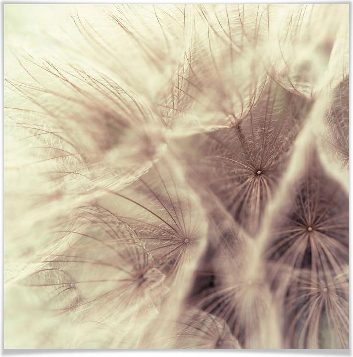 Actual product image Trenddeko Dandelion Close Up (70 x 70 cm)