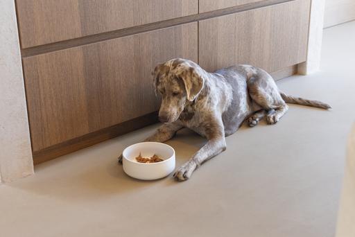 Image du produit Designed by Lotte Gamelle pour chien Lojs (1.20 l)