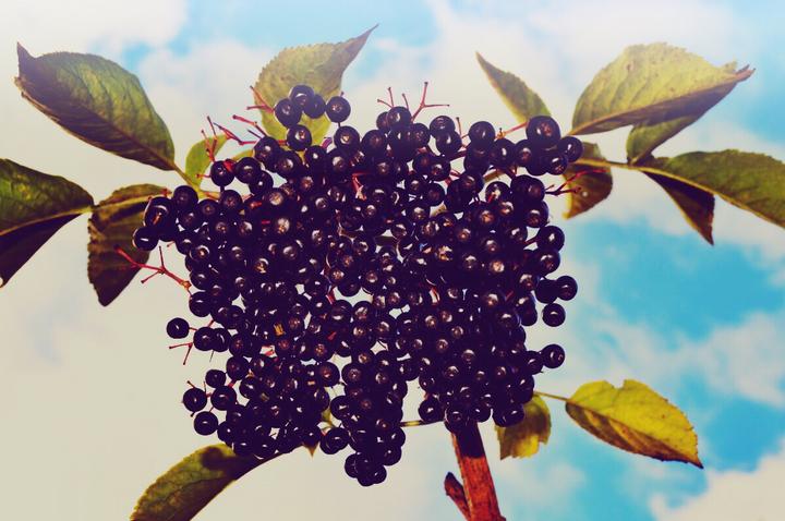 Produktbild Zimmerli Adaptogene Aronia Beeren (BIO) (1 Stück, Pulver, 100 g)