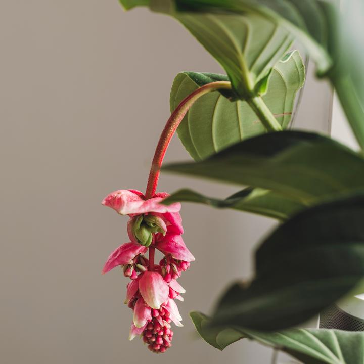 Immagine prodotto Plant in a Box Medinilla magnifica - Rosa medinilla (55 cm)