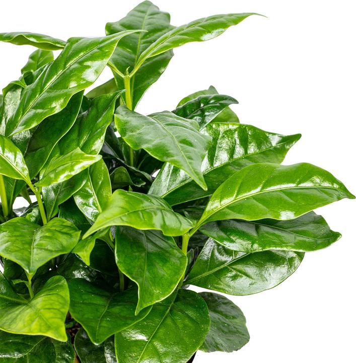Image du produit Flowerbox Coffea Arabica (20 cm)