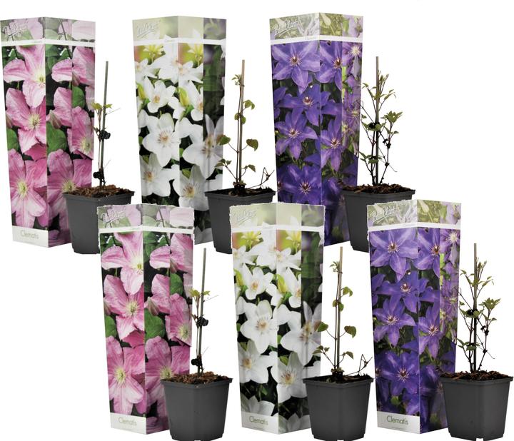 Immagine prodotto Plant in a Box Clematide ibrida 'Mme Le Coultre', 'Hagley Hybrid', 'Polish Spirit' - set di 6 clematidi (25 cm)