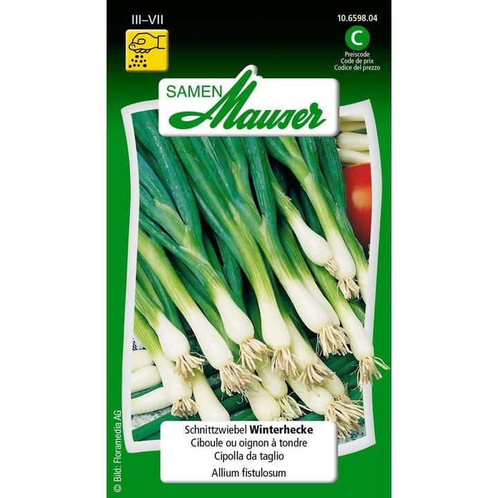 Produktbild Samen Mauser Schnittzwiebel Winterhecke (Blumenzwiebel)