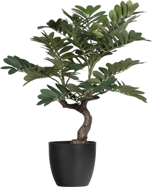 Image du produit Woood Zamia (61 cm)