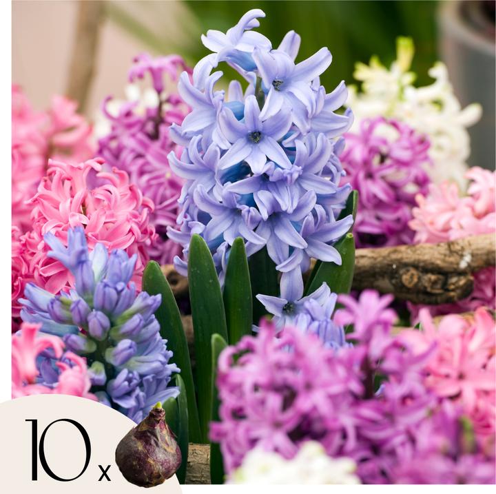 Produktbild Plant in a Box Hyacinthus - 10er-Set Hyazinthenzwiebeln (50 cm)