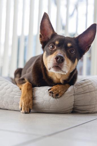 Actual product image Karlie Lounger bed Velvet (Dog)