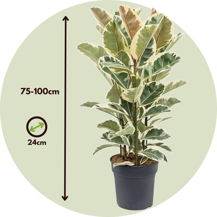 Produktbild Plant in a Box Ficus Elastica Tineke - Gummibaum (90 cm)